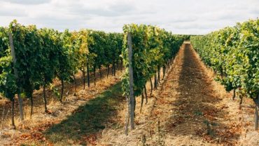 sektor vína mipaaf