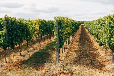 Şarap sektörü ve risk planı bunlar Eyalet Bölgeleri Konferansı'nın ilgi alanlarıdır.