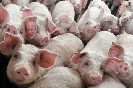 MiPAAF: 50 مليون يورو لدعم قطاع الخنازير