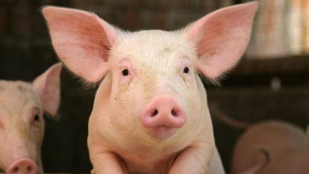 Mipaaf : accord sur les moyens des entreprises et les mesures contre la peste porcine africaine