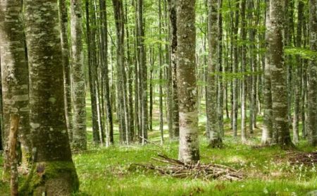 MiPAAF: Pubblicata in GU la Strategia Forestale Nazionale: documento strategico di validità ventennale