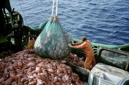 MiPAAF : La Table Nationale de la Pêche s'est réunie