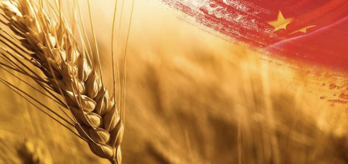 فتح القمح الأوكراني في 3-5 أسابيع