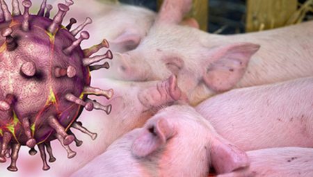 Peste porcine. Le ministre Patuanelli a signé un décret d'une valeur de 25 millions pour soutenir les entreprises touchées
