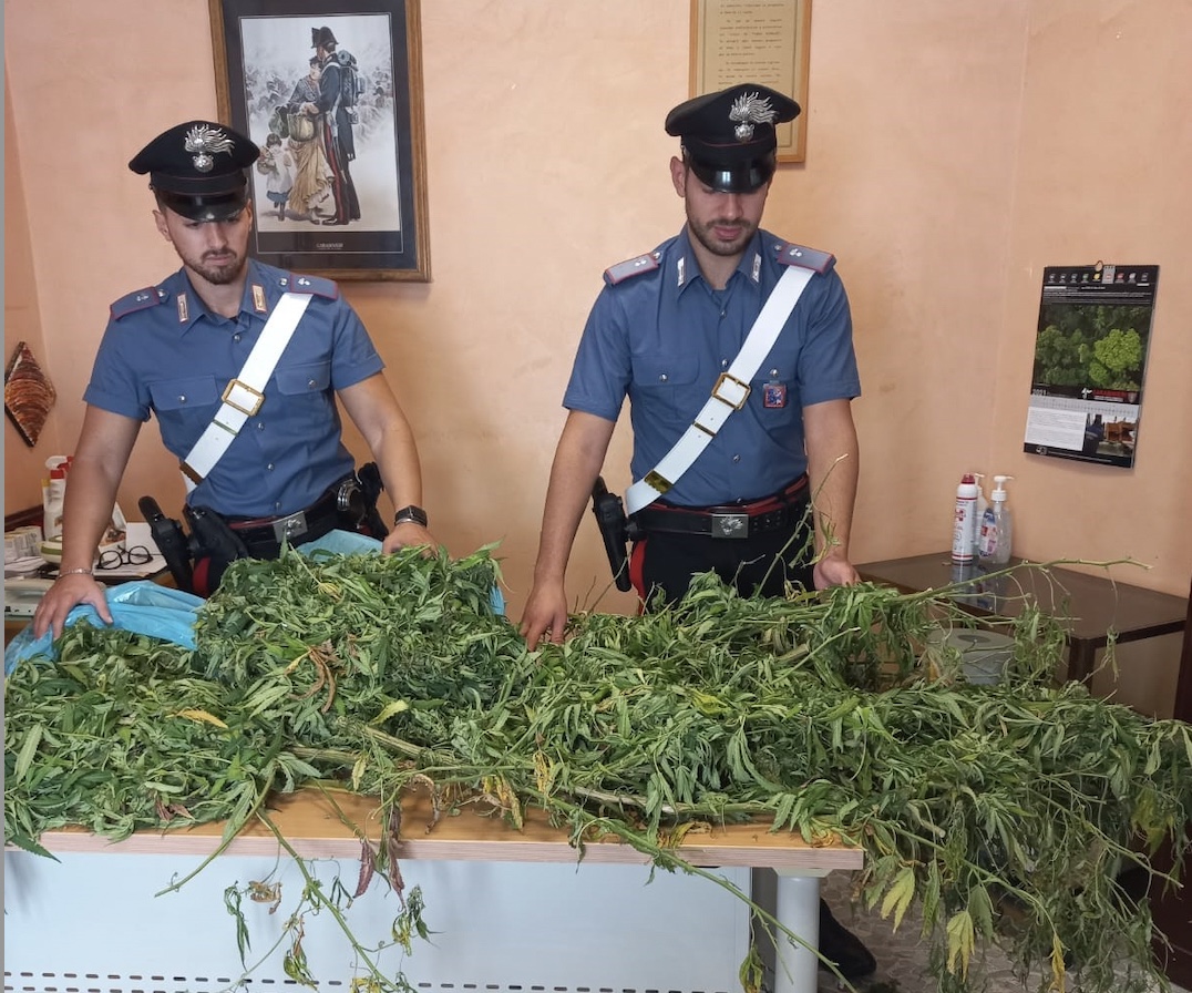 الفحوصات الاستثنائية التي أجراها Carabinieri of Colleferro: ضبطت ثلاثة نباتات من الماريجوانا