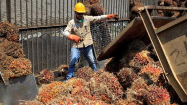 コロンビアのヤシの木農家は、EU の石油制限の背後に貿易上の理由があると考えている
