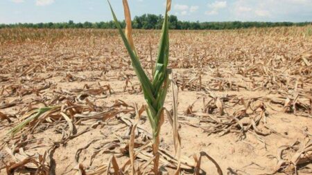 Lollobrigida signe un décret pour soutenir les exploitations agricoles touchées par la sécheresse