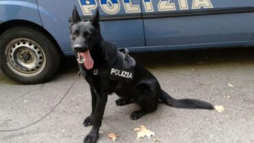 drogový pes štátnej polície